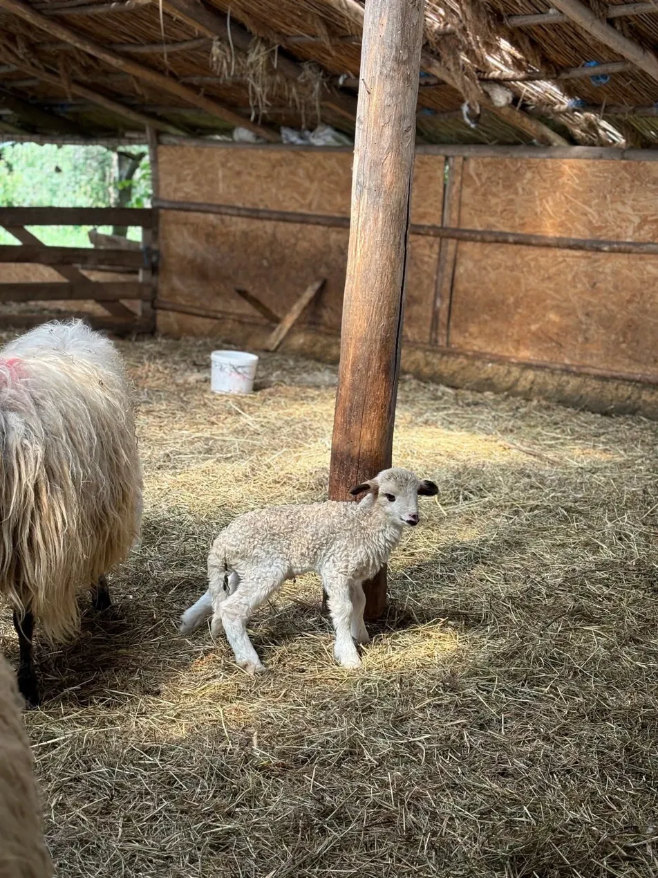 Miel mic la stâna de la Casa Bunicilor Ferendia, loc cu animale blânde pentru copii în Timiș